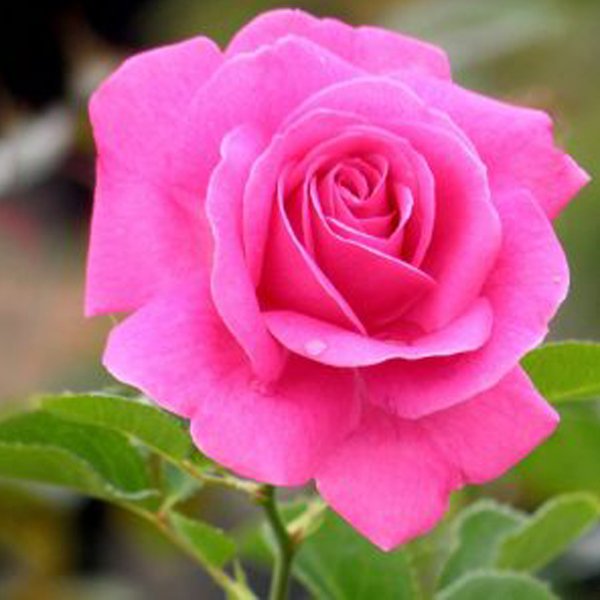 Rose Light Pink Plant Rosa spp