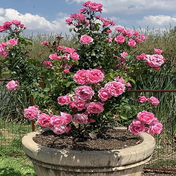 Rose Light Pink Plant Rosa spp - Image 2