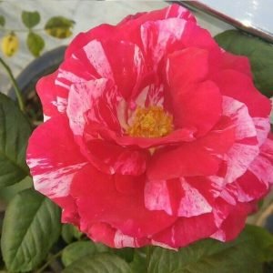 Rose  Bi-color  - Plant