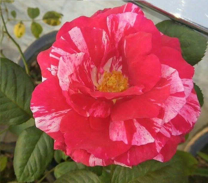 Rose Bi-color - Plant