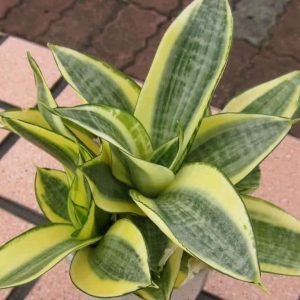 Golden Snake Plant Dracaena trifasciata