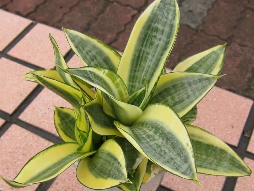 Golden Snake Plant Dracaena trifasciata