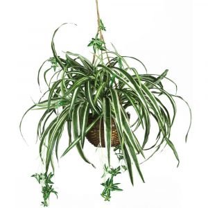 Chlorophytum, Spider Plant