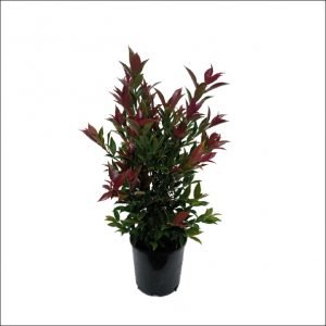Christina / Syzygium - Plant- black