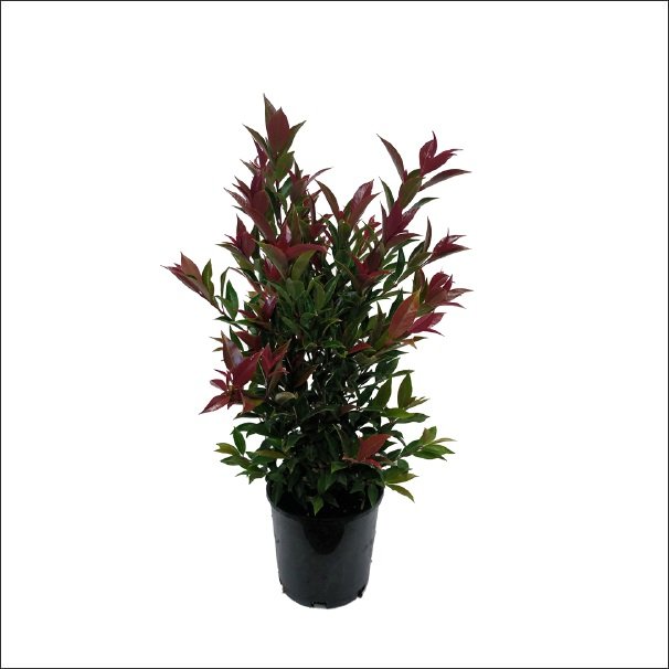 Christina / Syzygium - Plant- black