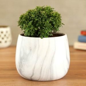 Table Kamini Compact Indoor Green Plant