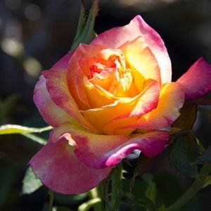 Rose Bi-color  - Plant