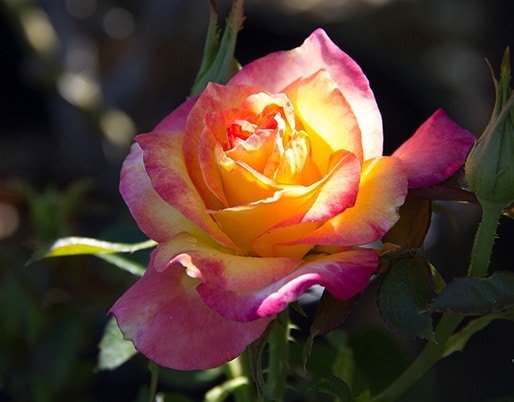 Rose Bi-color - Plant