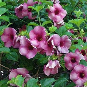 Violet Allamanda  NOC Nursery
