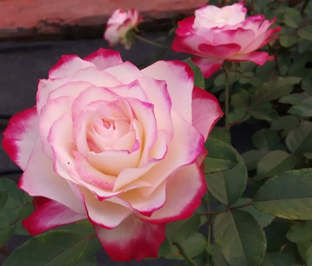 BI-COLOR ROSE (Rosa spp.) PLANT - Image 2