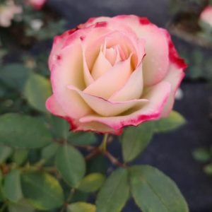 BI-COLOR ROSE (Rosa spp.) PLANT