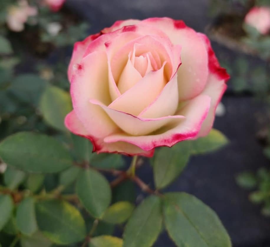 BI-COLOR ROSE (Rosa spp.) PLANT