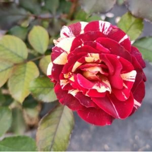 BI-COLOR ROSE - PLANT