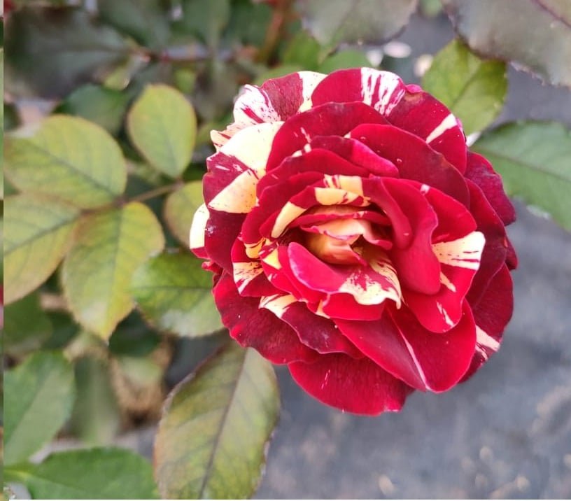 BI-COLOR ROSE - PLANT
