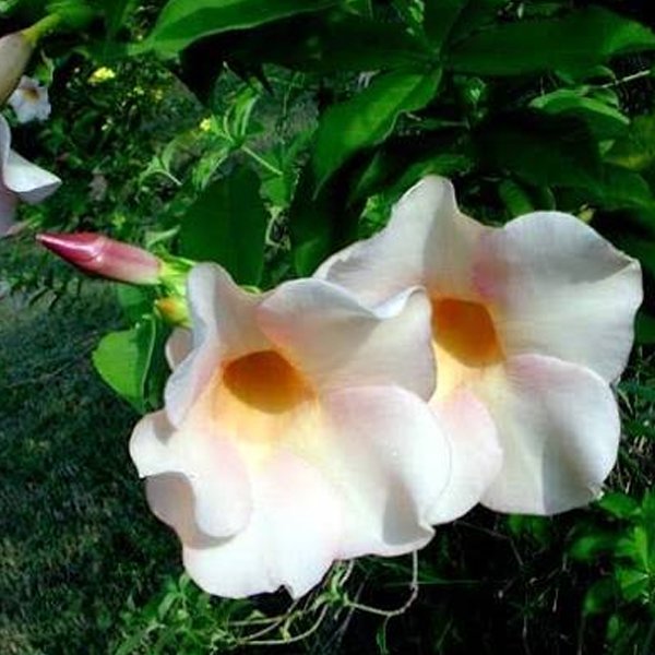 White Allamanda Flower - Image 2