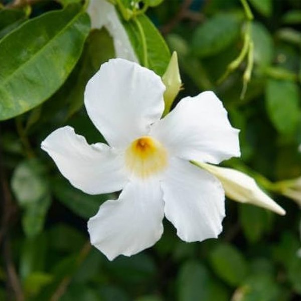 White Allamanda Flower