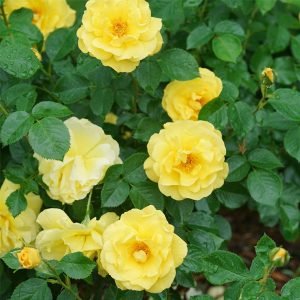 Rose  Yellow Plant Rosa spp