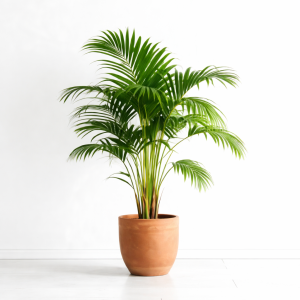 Areca palm  for sale nursery on click