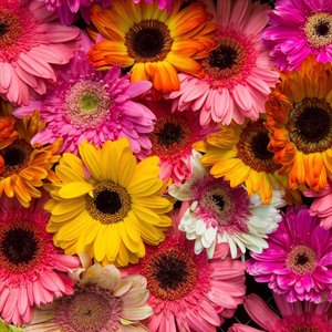 Bi-color GERBERA DAISY - Plant - Image 2