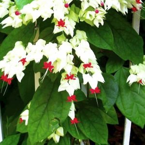 Bleeding Heart  / Clerodendrum thomsoniae