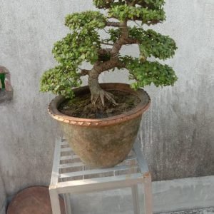 Jade Plant Bonsai