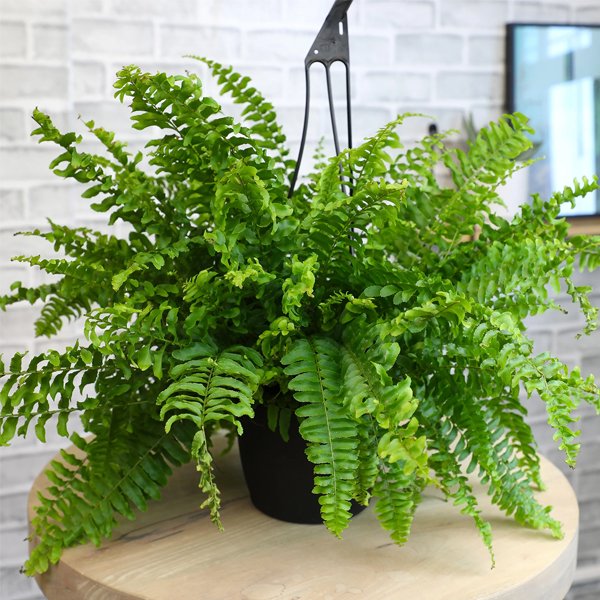 Boston Fern Nephrolepis exaltata - Image 2