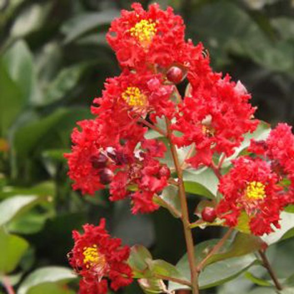 Furush / Crape myrtle Red