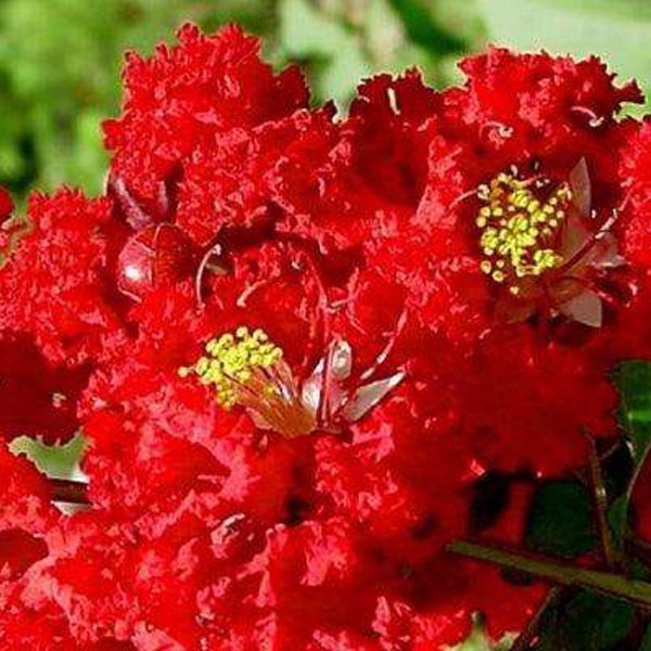 Furush / Crape myrtle Red - Image 2