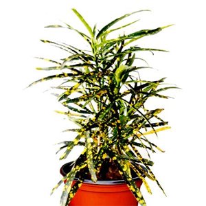 Croton Lemon Plant / Codiaeum variegatum (Gold Dust, Thin Leaves) - Plant - Image 2