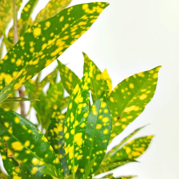 Croton Gold Dust Plant - Image 2