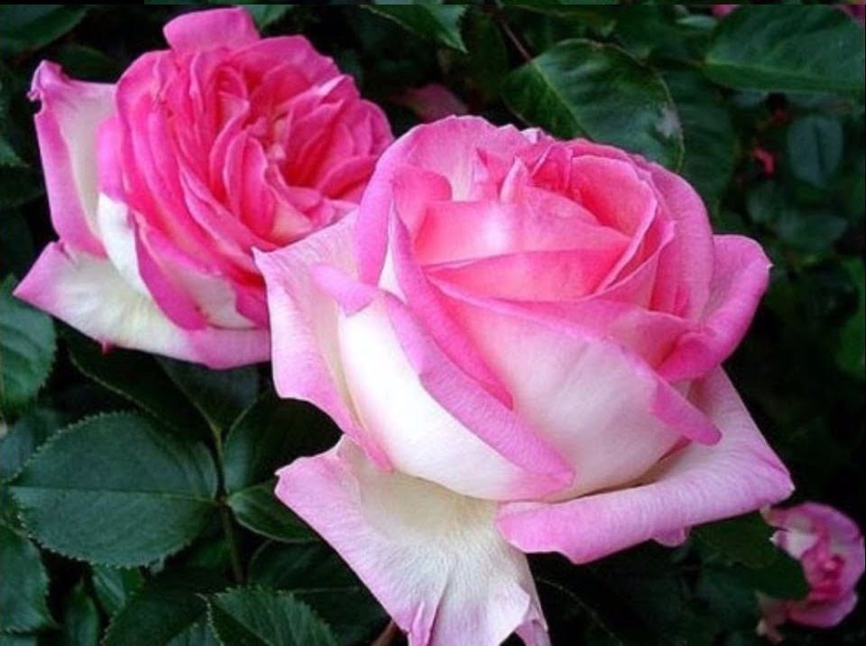 Pink color Rose, Princes De Monaco Rose - Image 2