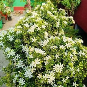 Mini Kamini – Fragrant Dwarf