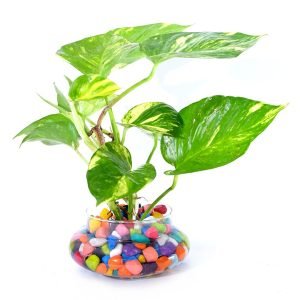 Money Plant Variegated - Plant