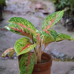 Aglaonema Butterfly Manis - Plant