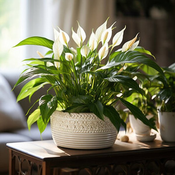 Peace Lily for sale - Image 3