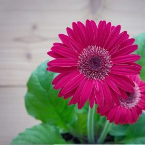 Gerbera Daisy Deep Pink
