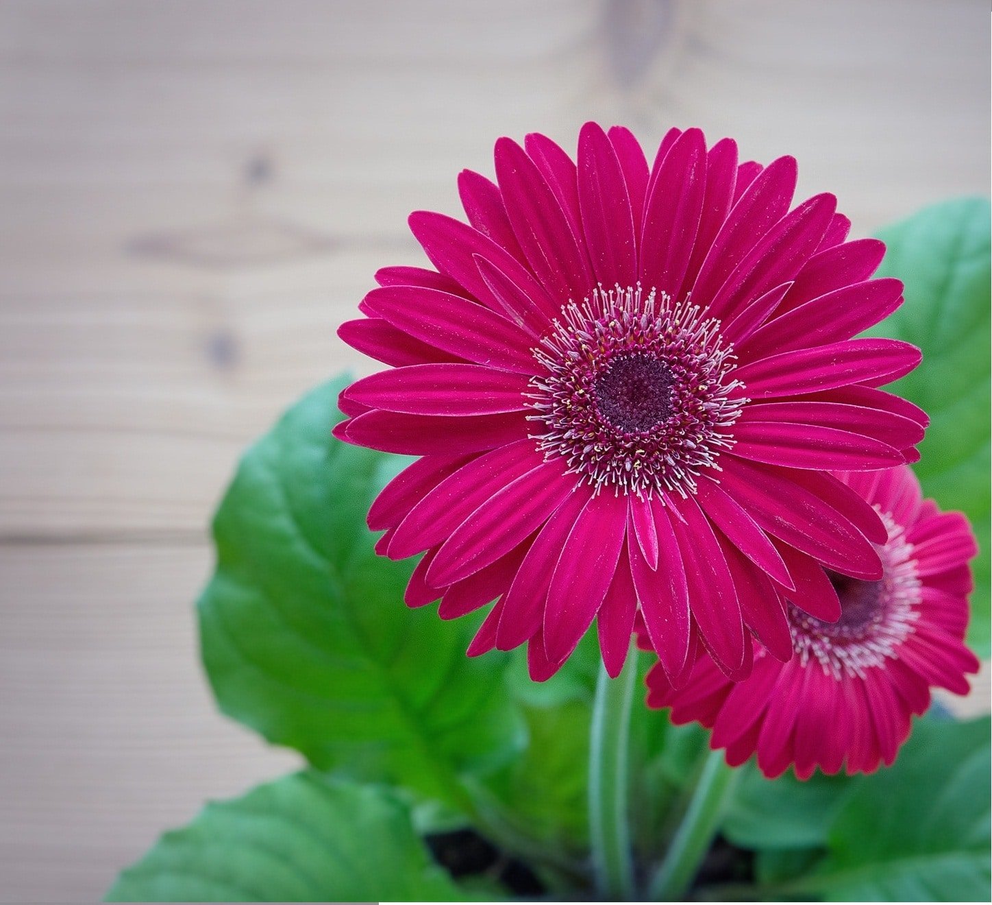 Gerbera Daisy Deep Pink