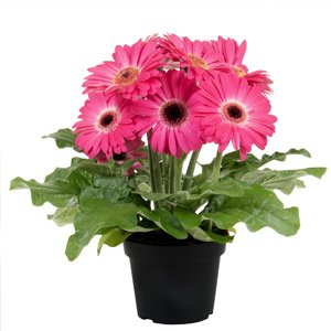 Gerbera Daisy Deep Pink - Image 2