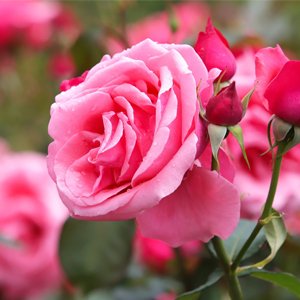 Pink color Rose, Princes De Monaco Rose