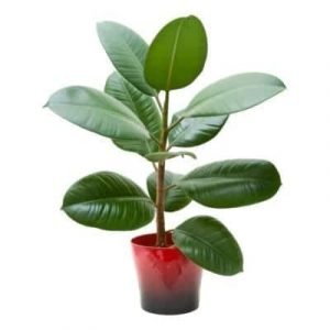 Rubber Tree, Rubber Plant