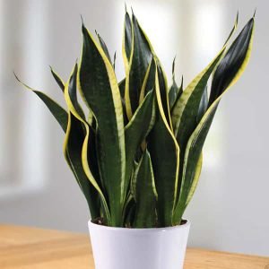 Snake Plant, Sansevieria trifasciata