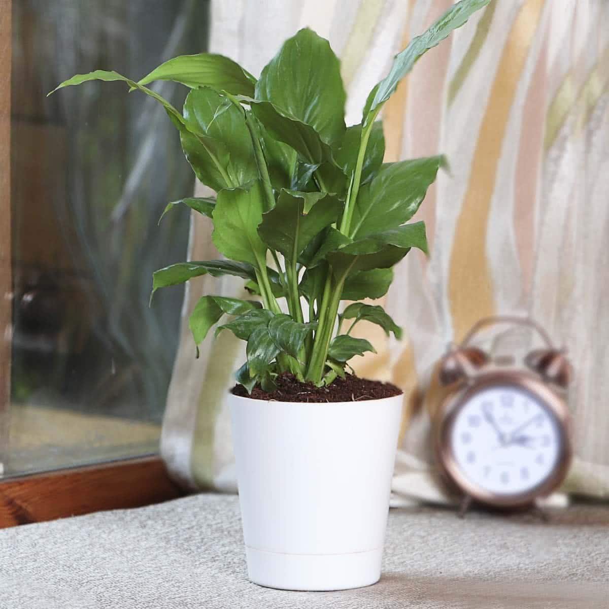 Peace Lily, Spathiphyllum - Plant