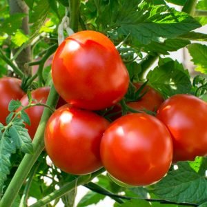 tomato seed 5g