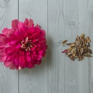 Zinnia (Mix colour)