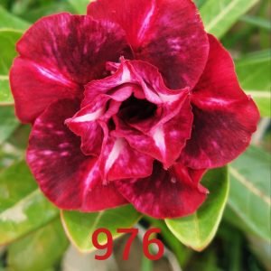 Adenium Plant (Adenium obesum) – Desert Rose Bright Red