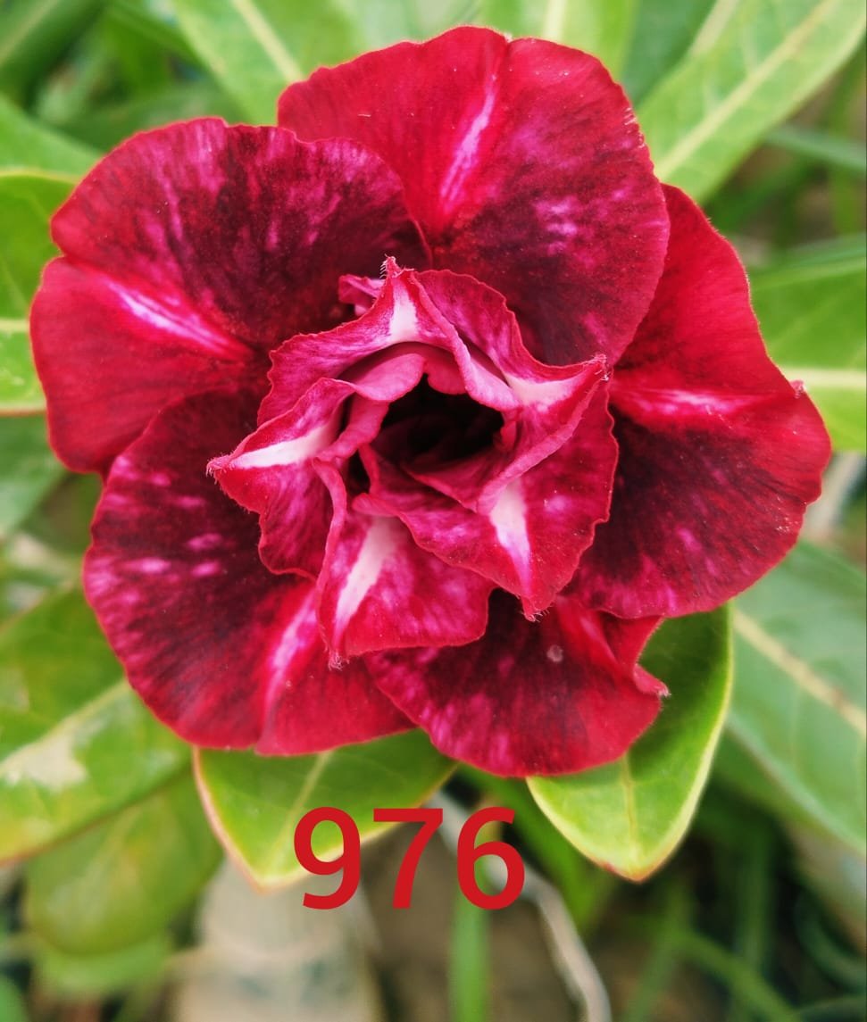 Adenium plant in plastic pot showing vibrant red double flowers and thick caudex